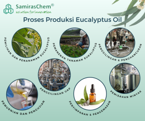 Proses Produksi Eucalyptus Oil