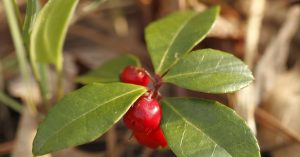 Sifat Kimia Methyl Salicylate